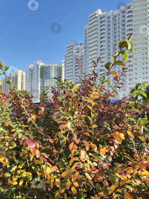 Скачать осенний город фотосток Ozero