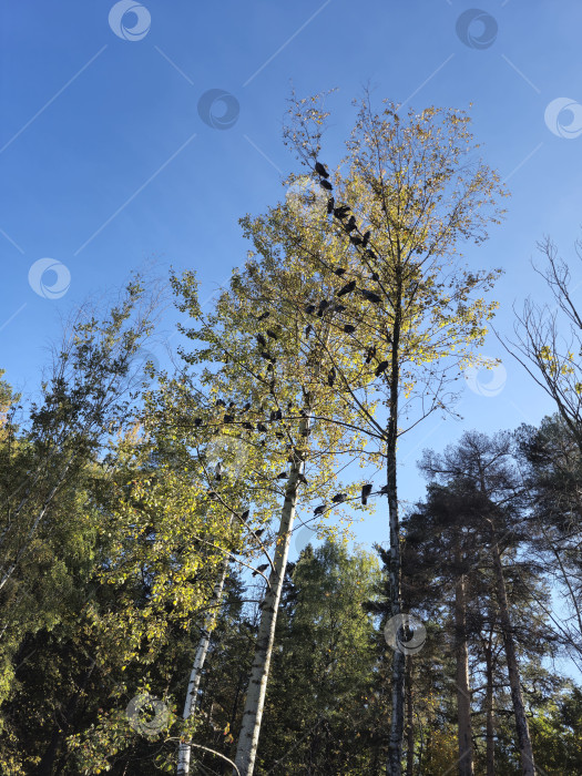 Скачать осенний лес фотосток Ozero