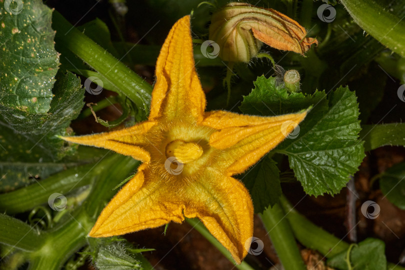 Скачать Цветок цуккини (лат. Cucurbita pepo var. giraumonas) крупным планом на грядке в саду. фотосток Ozero