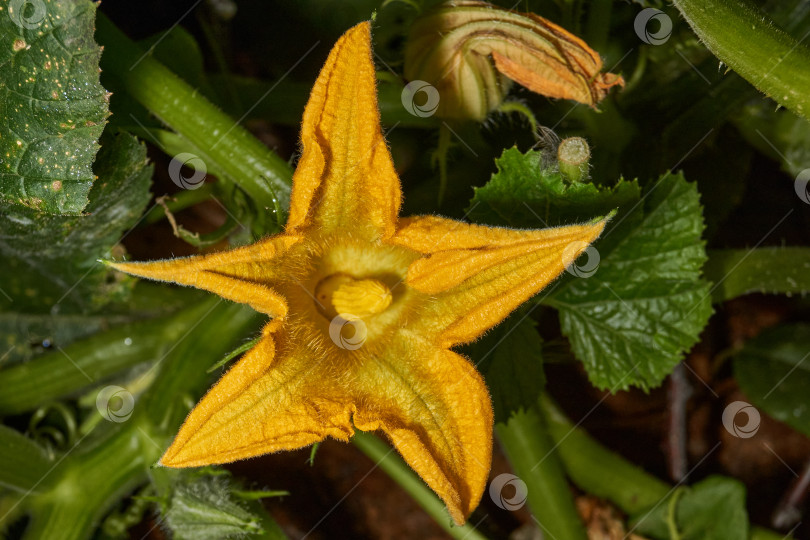 Скачать Цветок цуккини (лат. Cucurbita pepo var. giraumonas) крупным планом на грядке в саду. фотосток Ozero