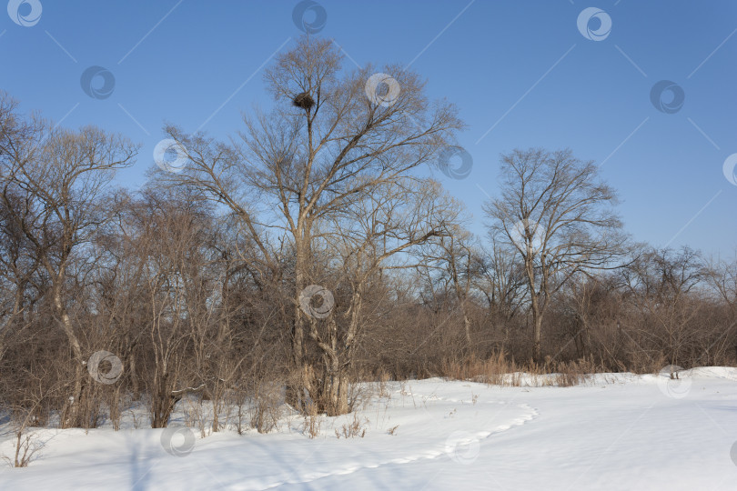 Скачать Зимний закат в лесу с солнечными лучами фотосток Ozero