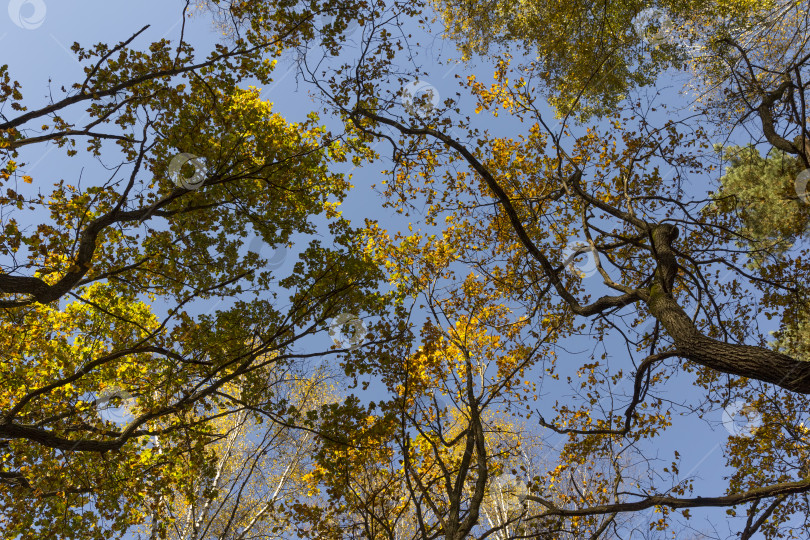 Скачать Большой осенний дуб на фоне голубого неба. фотосток Ozero
