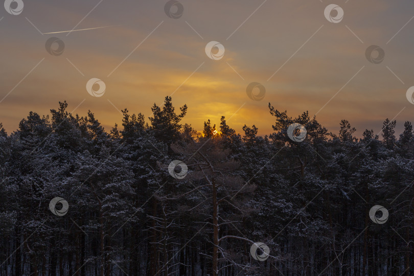 Скачать Закат в зимнем холодном хвойном лесу фотосток Ozero