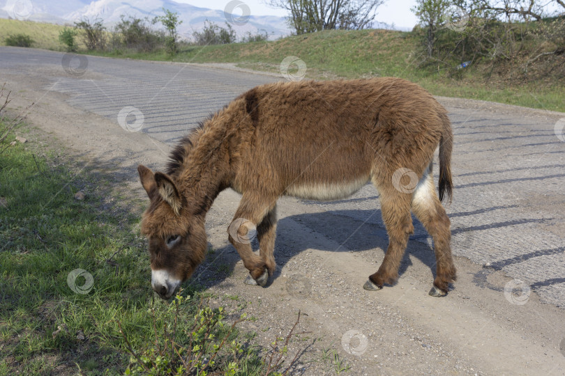 Скачать Коричневый ослик бежит по мощеной дороге фотосток Ozero