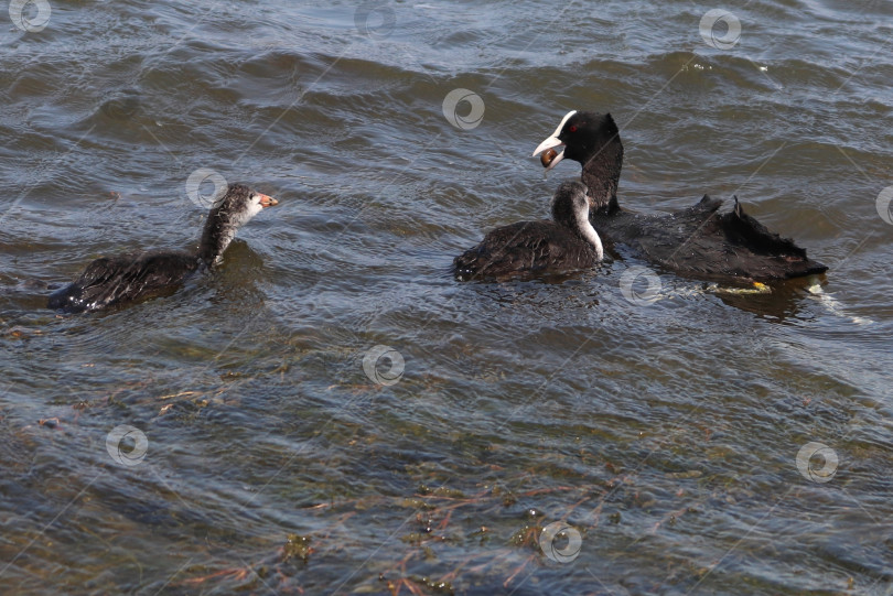 Скачать Евразийская лысуха (common coot, Fulica atra) кормит семью. Родитель держит в клюве улитку с птенцами. Взрослая австралийская лысуха с выводком птенцов поймала улитку. Концепция материнства и заботы фотосток Ozero