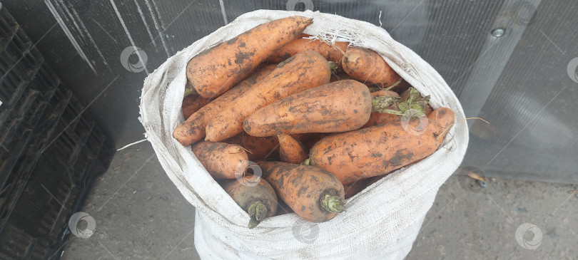 Скачать Морковь в мешке, продажа моркови фотосток Ozero
