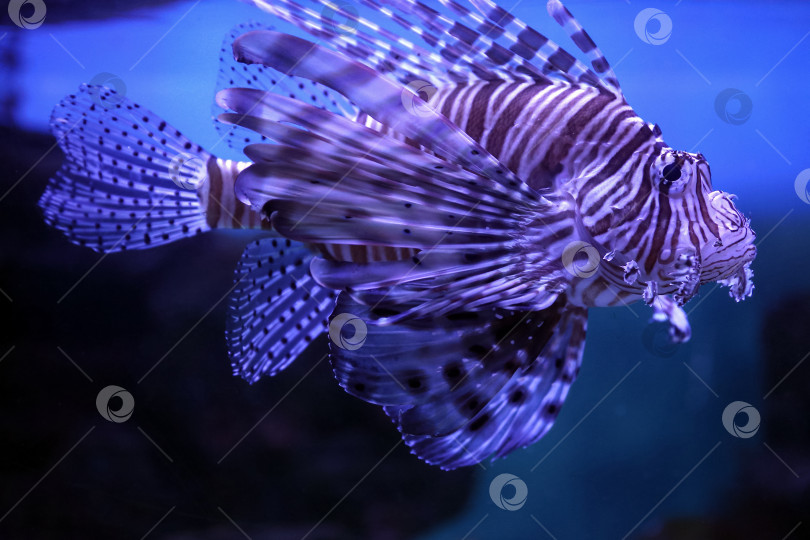 Скачать Крылатка (dendrochirus zebra), рыба в аквариуме фотосток Ozero