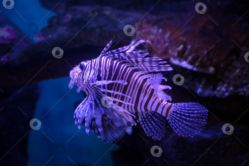 Скачать Крылатка (dendrochirus zebra), рыба в аквариуме фотосток Ozero