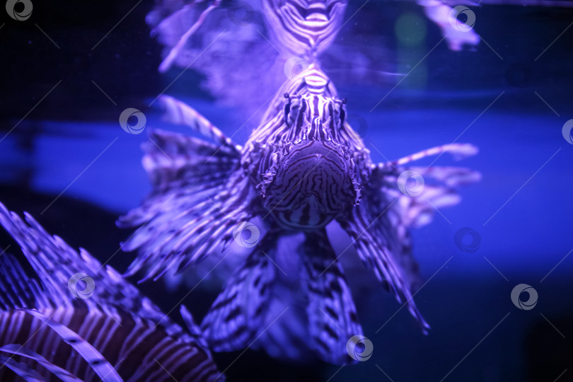 Скачать Крылатка (dendrochirus zebra), рыба в аквариуме фотосток Ozero
