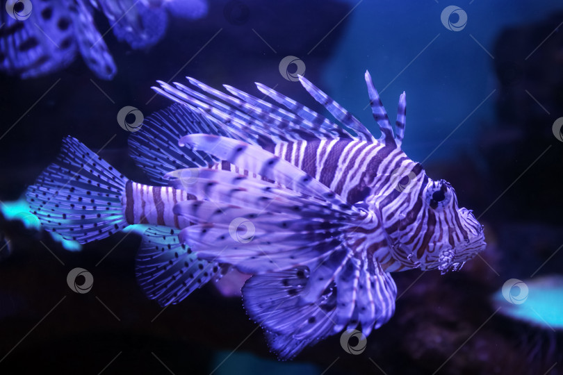 Скачать Крылатка (dendrochirus zebra), рыба в аквариуме фотосток Ozero