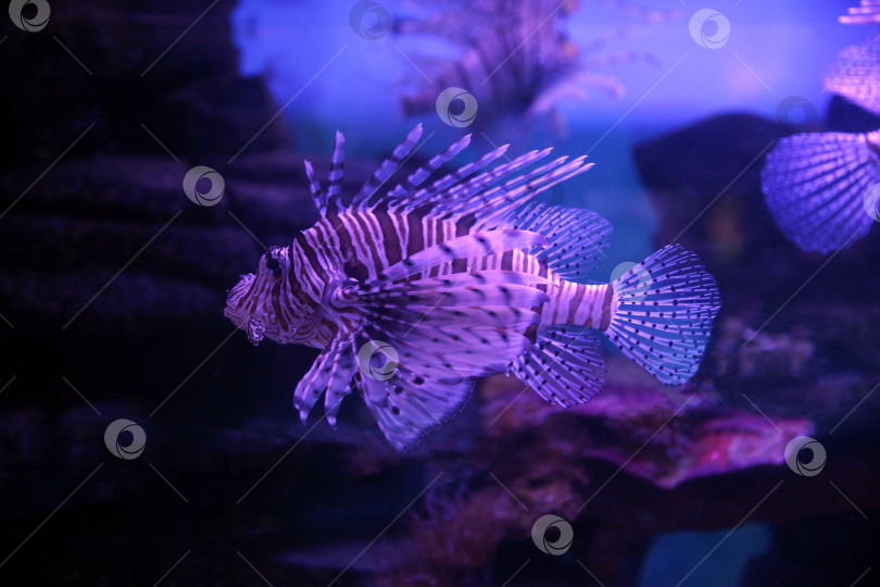 Скачать Крылатка (dendrochirus zebra), рыба в аквариуме фотосток Ozero