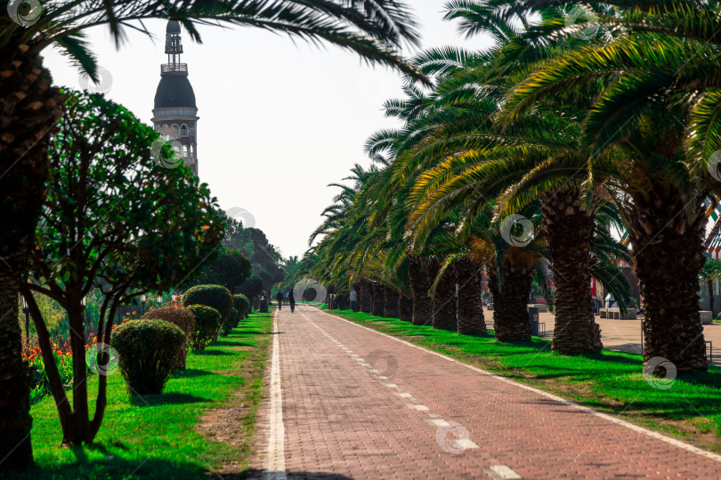 Скачать Велосипедная дорожка на Батумской набережной проходит рядом с великолепными пальмами. фотосток Ozero
