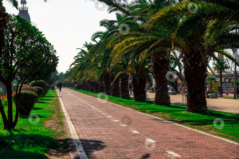 Скачать Велосипедная дорожка на Батумской набережной проходит рядом с великолепными пальмами. фотосток Ozero