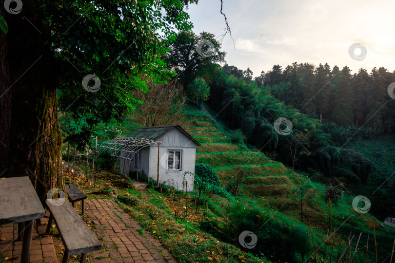 Скачать Уютный сельский дом на террасированном субтропическом склоне, покрытом тропической растительностью и пальмами. фотосток Ozero