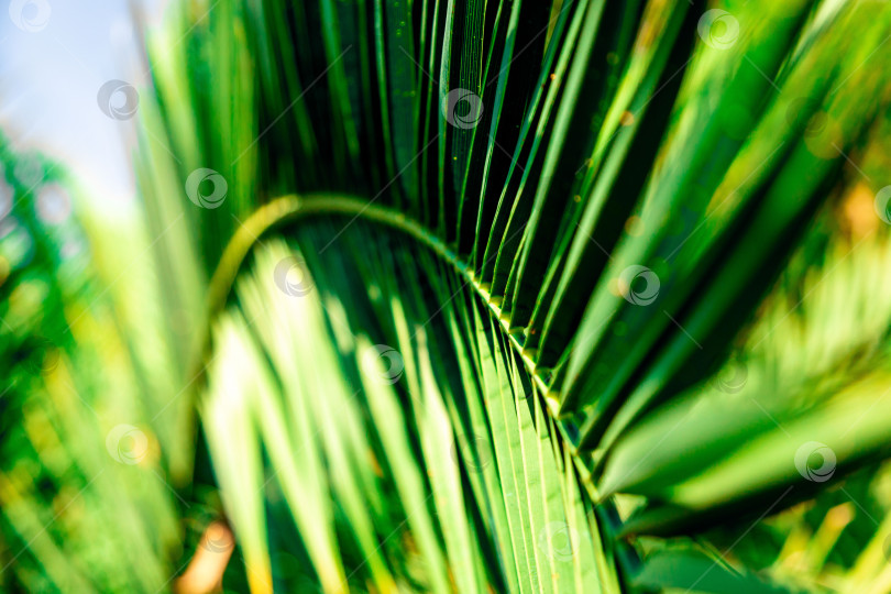 Скачать Пальмовый лист фотосток Ozero