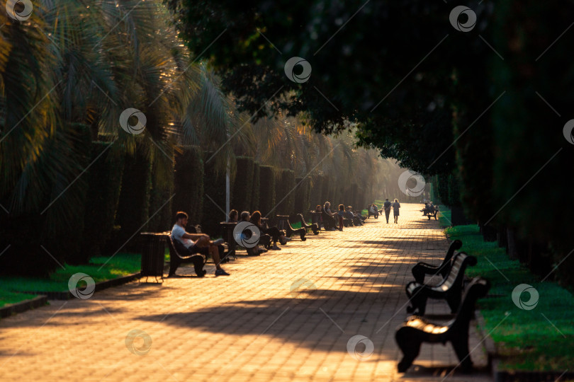 Скачать Батуми, Грузия - 10 ноября 2023 года: Батумский пешеходный бульвар с дорожкой, обсаженной деревьями, пальмами и скамейками/ Люди сидят на скамейках, прохожие прогуливаются вдалеке фотосток Ozero
