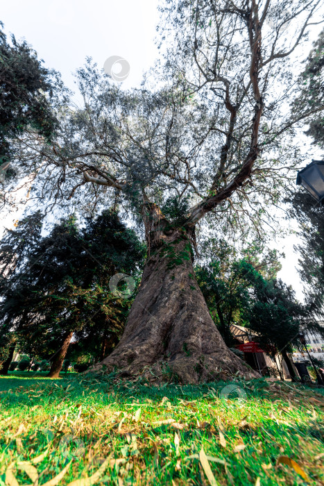 Скачать Большое, старое, толстое эвкалиптовое дерево. Вид у корней фотосток Ozero