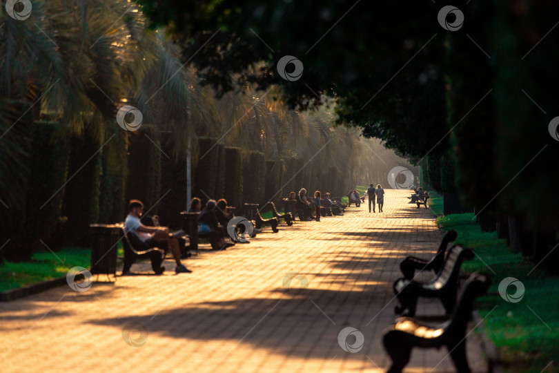 Скачать Батуми, Грузия - 10 ноября 2023 года: Батумский пешеходный бульвар с дорожкой, обсаженной деревьями, пальмами и скамейками/ Люди сидят на скамейках, прохожие прогуливаются вдалеке фотосток Ozero