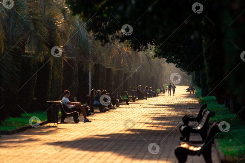 Скачать Батуми, Грузия - 10 ноября 2023 года: Батумский пешеходный бульвар с дорожкой, обсаженной деревьями, пальмами и скамейками/ Люди сидят на скамейках, прохожие прогуливаются вдалеке фотосток Ozero