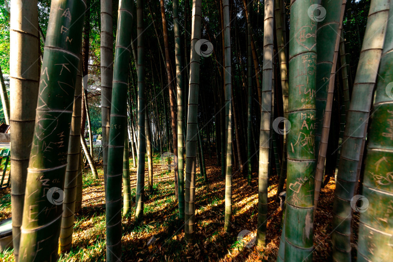 Скачать Бамбуковая роща. Толстые стволы бамбука. фотосток Ozero