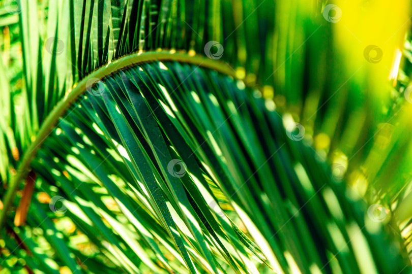 Скачать Пальмовый лист фотосток Ozero