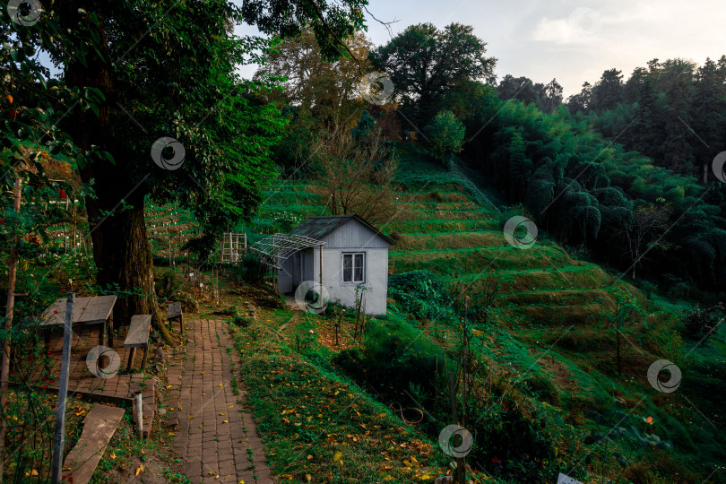 Скачать Уютный домик в ботаническом саду Батуми. фотосток Ozero