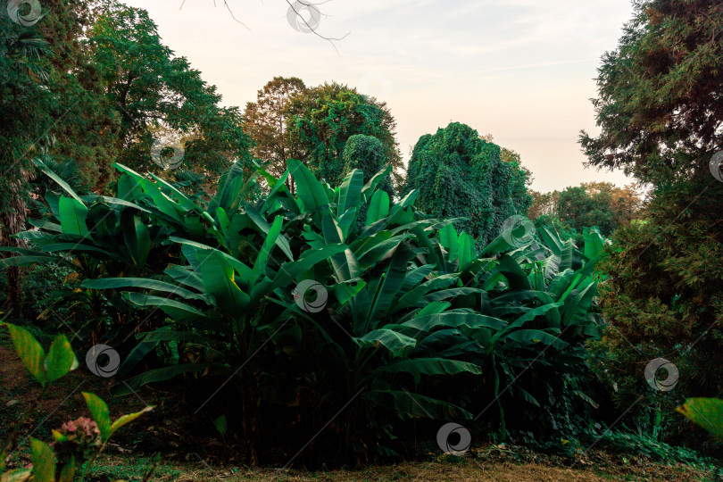 Скачать Заросли банановых деревьев в Батумском ботаническом саду фотосток Ozero