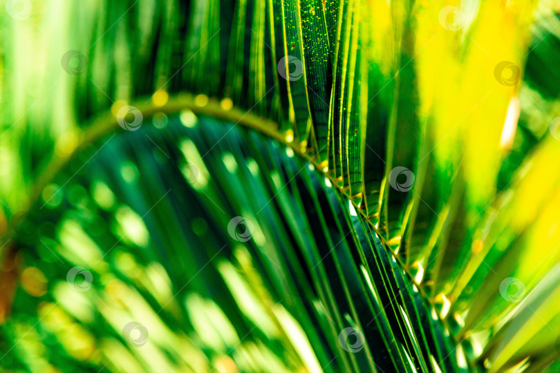 Скачать Пальмовый лист фотосток Ozero