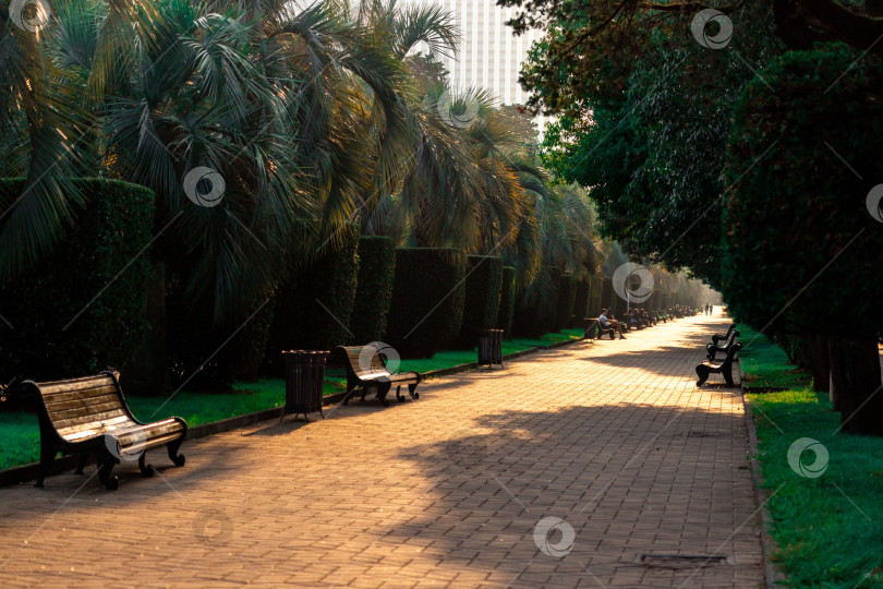 Скачать Батумский пешеходный бульвар с дорожкой, обсаженной деревьями, пальмами и скамейками фотосток Ozero