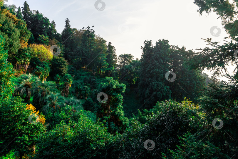 Скачать Субтропический лес в Батумском ботаническом саду фотосток Ozero