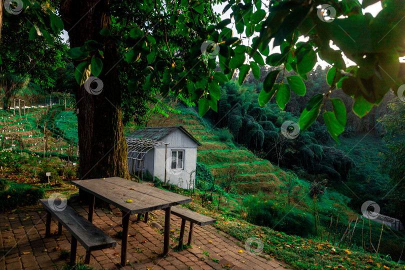 Скачать Уютный сельский дом на террасированном субтропическом склоне, покрытом тропической растительностью и пальмами. фотосток Ozero