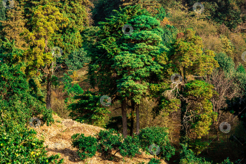 Скачать Субтропический лес в Батумском ботаническом саду фотосток Ozero