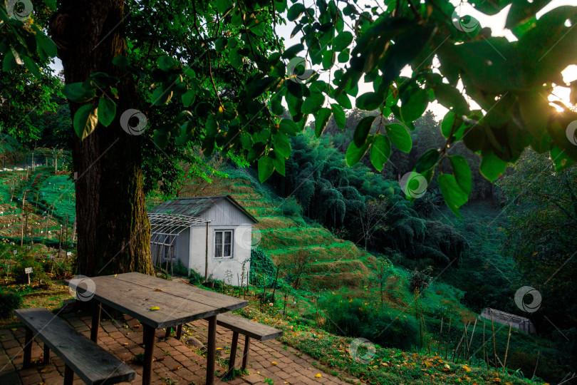 Скачать Уютный домик в ботаническом саду Батуми. фотосток Ozero