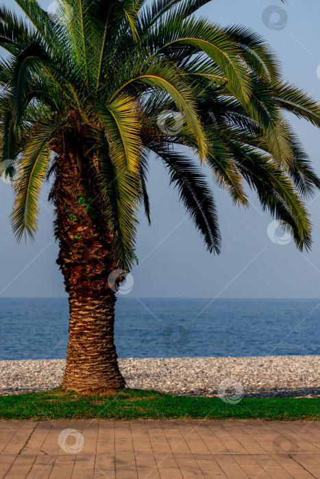 Скачать Пальма на фоне моря фотосток Ozero