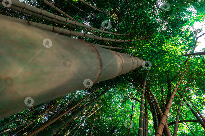 Скачать Ствол бамбука в бамбуковом лесу. Вид снизу фотосток Ozero
