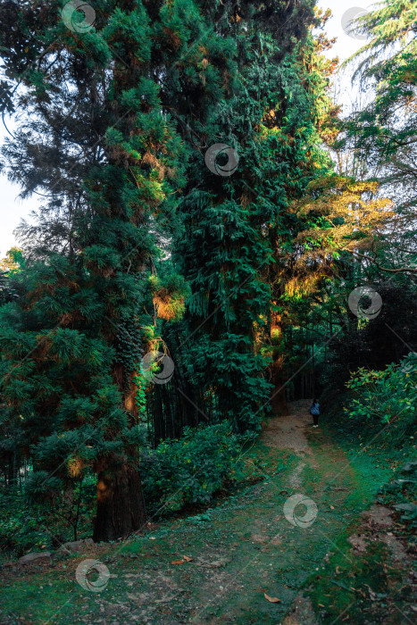 Скачать Тропинка в субтропическом лесу Батумского ботанического сада фотосток Ozero
