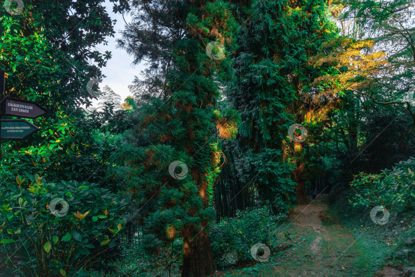 Скачать Тропинка в субтропическом лесу Батумского ботанического сада фотосток Ozero