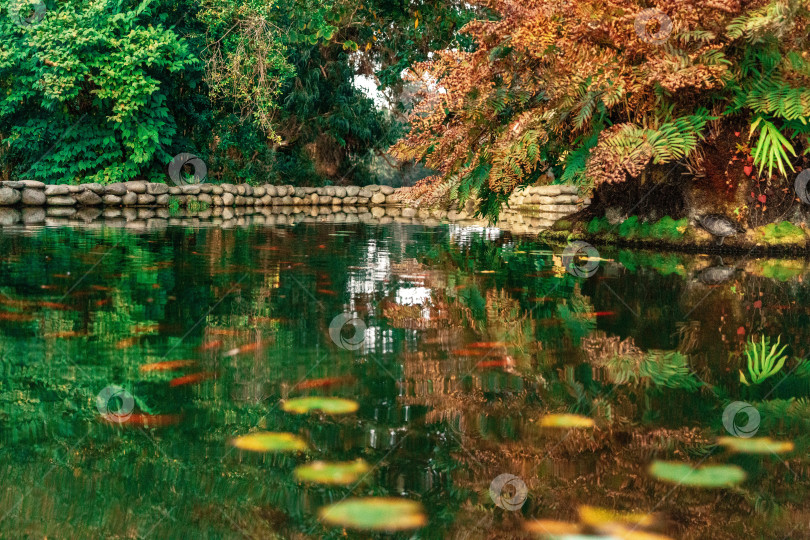 Скачать Пруд с декоративными рыбками в Батумском ботаническом саду фотосток Ozero