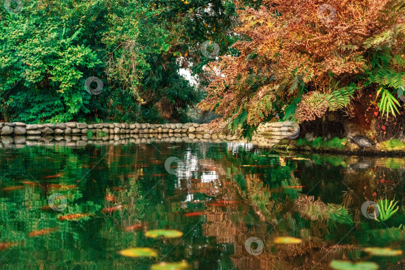 Скачать Пруд с декоративными рыбками в Батумском ботаническом саду фотосток Ozero