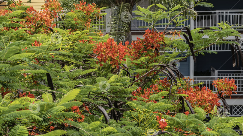 Скачать Красивое цветущее тропическое дерево Delonix regia. фотосток Ozero