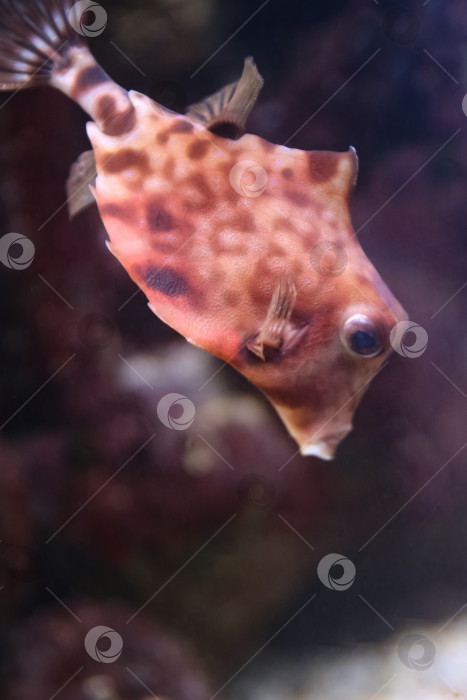 Скачать Рыба под водой, хоботастая корова ( ostracion cubicus) фотосток Ozero