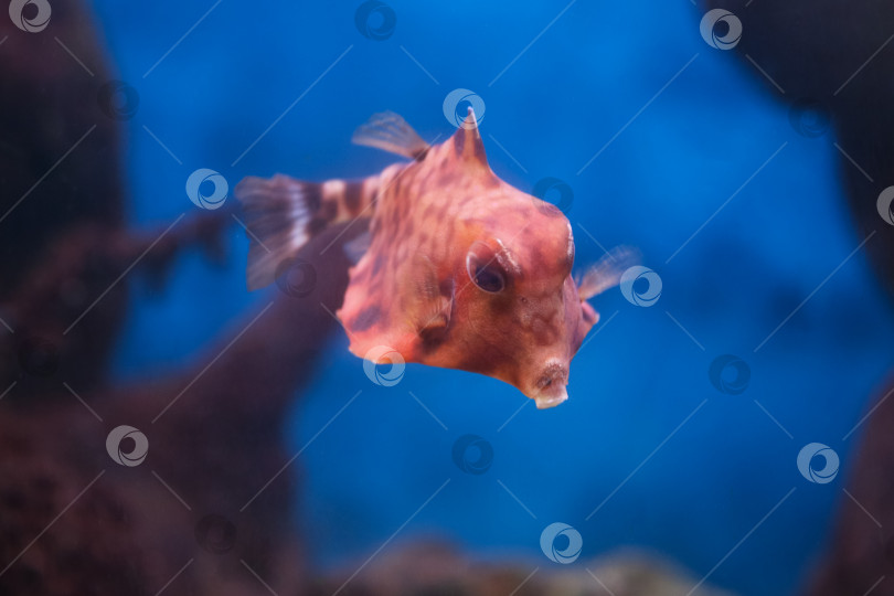 Скачать Рыба под водой, хоботастая корова ( ostracion cubicus) фотосток Ozero