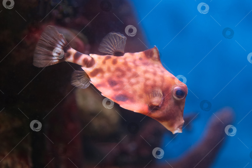 Скачать Рыба под водой, хоботастая корова ( ostracion cubicus) фотосток Ozero