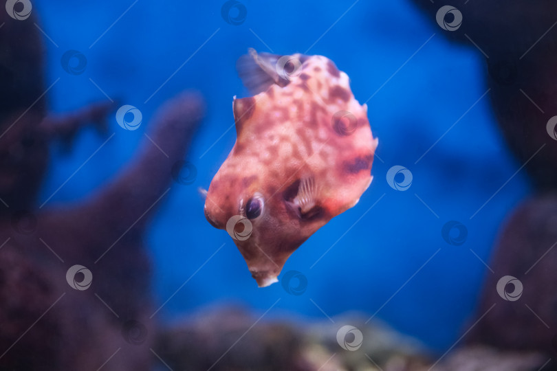 Скачать Рыба под водой, хоботастая корова ( ostracion cubicus) фотосток Ozero