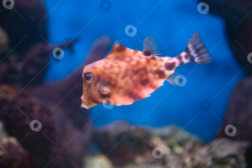 Скачать Рыба под водой, хоботастая корова ( ostracion cubicus) фотосток Ozero