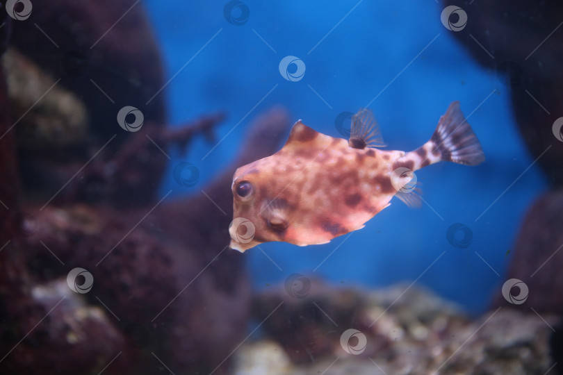 Скачать Рыба под водой, хоботастая корова ( ostracion cubicus) фотосток Ozero