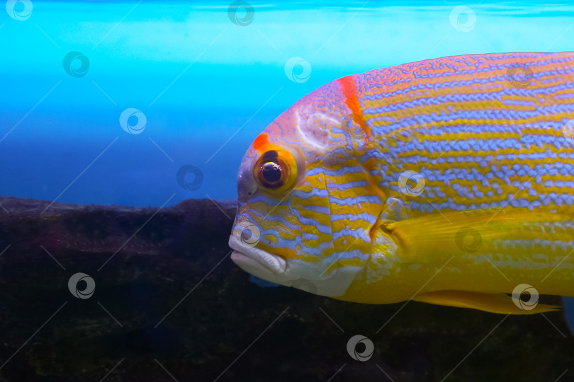 Скачать Рыба-окунь (Symphorichthys spilurus) под водой фотосток Ozero