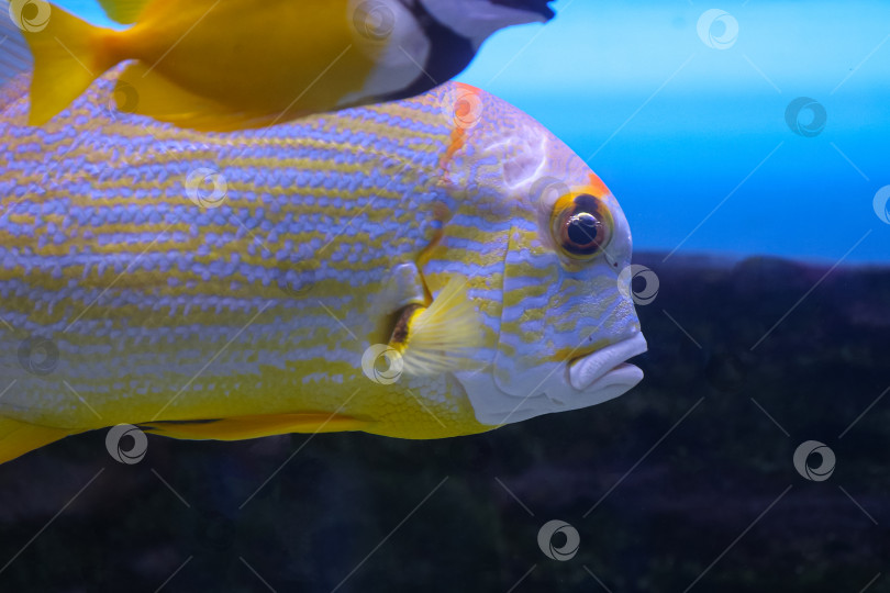 Скачать Окунь ( Symphorichthys spilurus) под водой фотосток Ozero