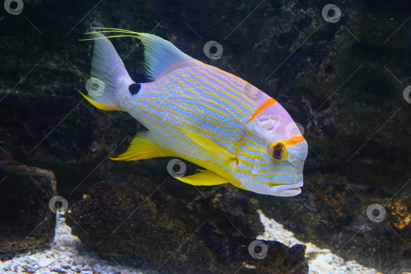 Скачать Рыба-окунь (Symphorichthys spilurus) под водой фотосток Ozero
