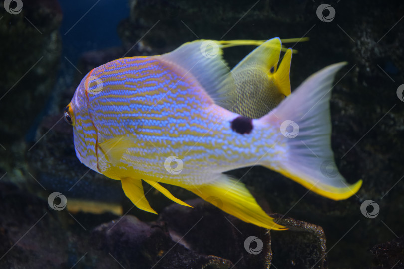 Скачать Окунь ( Symphorichthys spilurus) под водой фотосток Ozero